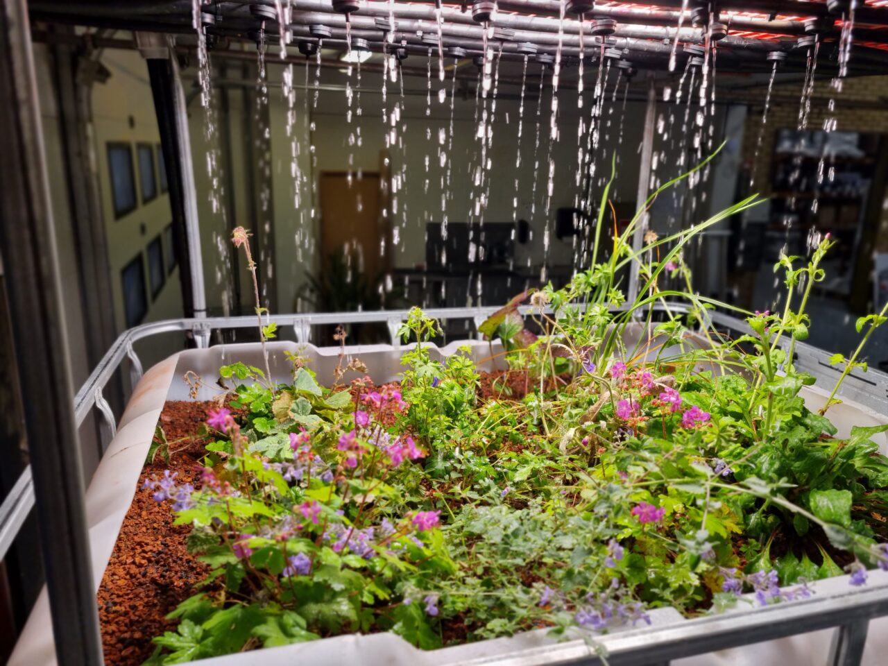 Billede af en container fyldt med planter til pilottest af regnbede.