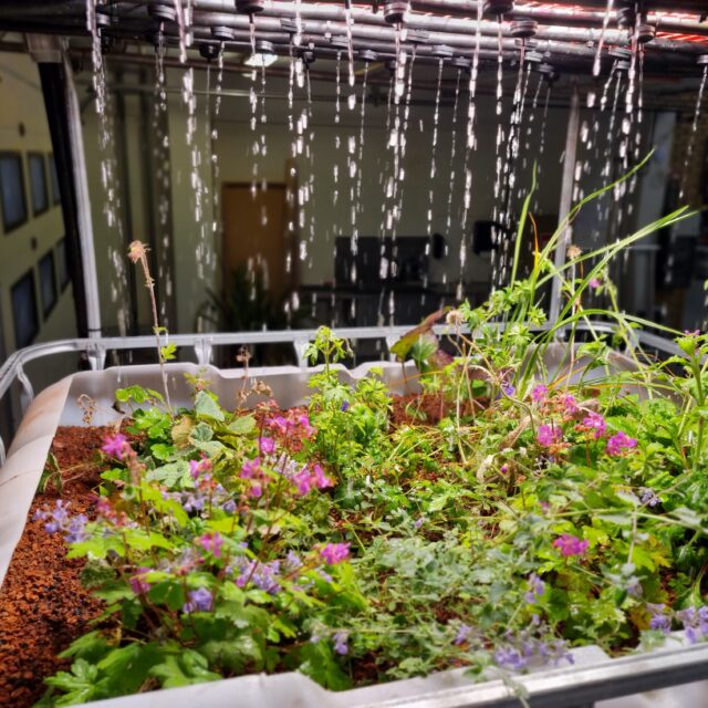 Billede af en container fyldt med planter til pilottest af regnbede.
